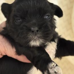 Keeley - Black female Shih Tzu puppy in Tallahassee, Florida from Bows and Bow Ties