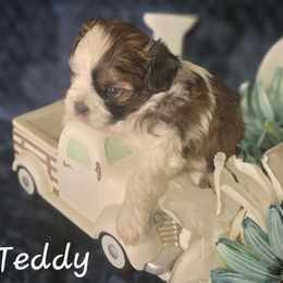 Teddie - Black gold and white male Shihpoo puppy in Eldon, Missouri from B&B Designer Shihpoo’s