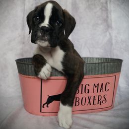 Boxer Puppies from Big Mac Boxers