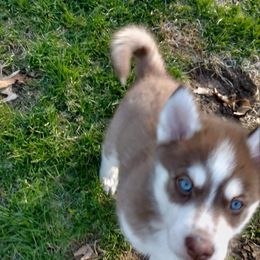 Oliver - Pomsky puppy in Michigan from Southwest Michigan Pomskies
