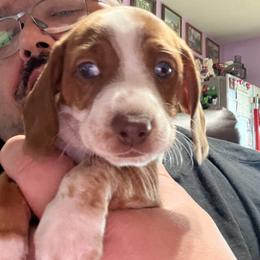 Dachshund Puppies from Witchy Woman’s Wiener’s