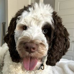 Daisy - Goldendoodle