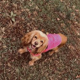 Cocker Spaniel puppies from Chantels Spaniels