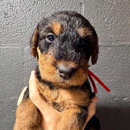 Miss Red - Black and tan female Airedale Terrier puppy in Mooresville, North Carolina from Farm 55