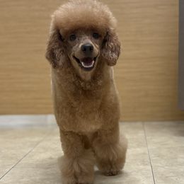Thomas - Poodle