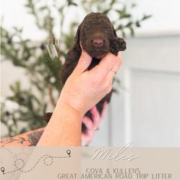 Miles - Chocolate male Goldendoodle puppy in Soddy Daisy, Tennessee from The W Doods