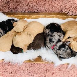 Goldendoodle Puppies from 24 Karat Doodles