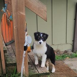 Shade - Black tri-color Australian Shepherd puppy in Albany, Oregon from Red Cloud Australian Shepherds and DeGray Great Danes & Bulldogs