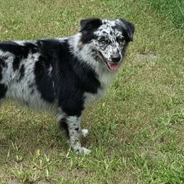 Australian Shepherds from Majestic's Kennel