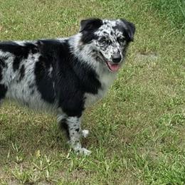 Australian Shepherds from Majestic's Kennel