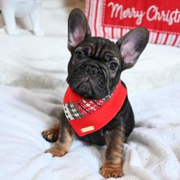 Binx - Fawn male French Bulldog puppy in Keeseville, New York from Big Sky Frenchies
