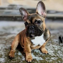 Moose - French Bulldog