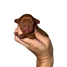 Cowboy - Ruby male Cavalier King Charles Spaniel puppy in Gonzales, Texas from Veach Cavaliers & Farm