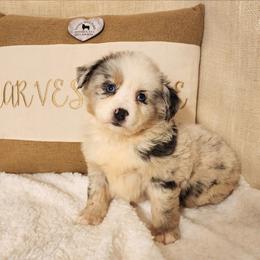 Skittles - Blue merle female Miniature Australian Shepherd puppy in Logansport, Indiana from Sandy Hill Farm Aussies, LLC