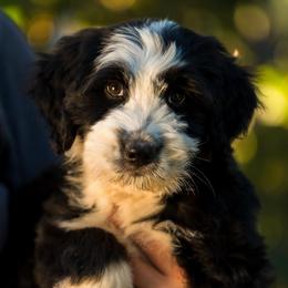 Zumma - male Australian Mountain Doodle puppy in Cortez, Colorado from Sassy Pants Pups