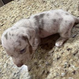 Dachshund Puppies from Finleys Babies