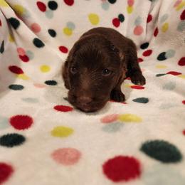 Galena - Liver female German Shepherd puppy in Los Lunas, New Mexico from Mali's German Shepherds