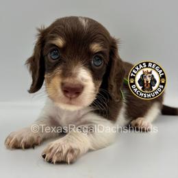 Chandler 2500 - Piebald male Dachshund puppy in Houston, Texas from Texas Regal Dachshunds LLC