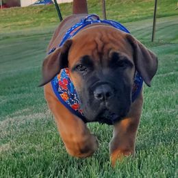 Boerboel Puppies from Standing Stone Boerboels