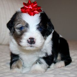 Vixen -MERLE - Blue merle male Bernedoodle puppy in Apple Creek, Ohio from Arlene Hershberger