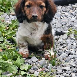 Fred - Brindle male Dachshund puppy in Malad City, Idaho from Mountain Sage Dachshunds
