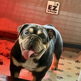 Lucky Girl - Bulldog