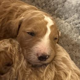 Rex - Red  male Poodle puppy in Akeley, Minnesota from Blessed Acres Miniature Poodles