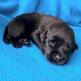 Blue Collar - Black male Labrador Retriever puppy in Port Saint Lucie, Florida from Fleeher Labradors