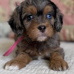 Summer - Merle female Cavapoo puppy in Beckley, West Virginia from Autumn Poodles/Doodles