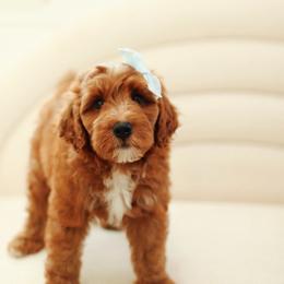 Duke - Red  male Goldendoodle puppy in Rio Linda, California from GoldendoodlePaw