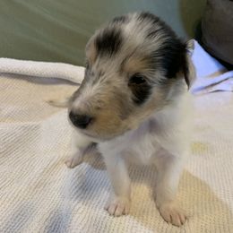 Collie Puppies from ColliesOklahoma