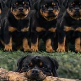 3rd pick male - Black and mahogany male Rottweiler puppy in Marysville, Washington from IronCrownRotts