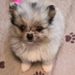 ACE - Blue merle male Pomeranian puppy in Pickton, Texas from Mandy's Precious Poms