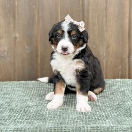 Darling - Tri-color female Bernedoodle puppy in Bellville, Ohio from Bernedoodle Buddies