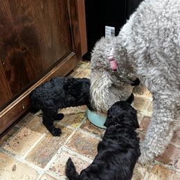 Poodle Puppies from Royal Dixie Poodles