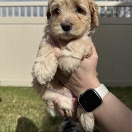 Bernedoodle, Cavalier King Charles Spaniel, and Poodle Puppies from Ellas.Pups (Bernedoodles & Cavapoos)