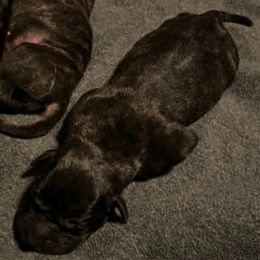 Pantera - Black male Perro de Presa Canario puppy in Kansas from Medianoche GatoPerros