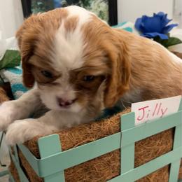 Jilly - Blenheim female Cavalier King Charles Spaniel puppy in St. George, Maine from Cloud Nine Cavaliers