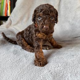 Latte, red collar - Chocolate male Goldendoodle puppy in Lowville, New York from Adirondack Goldendoodles