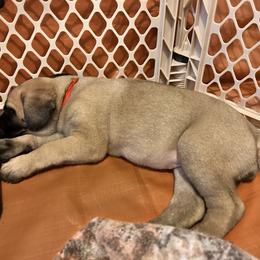Red collar - Fawn female Mastiff puppy in Lincolnton, North Carolina from Little Mountain Mastiffs