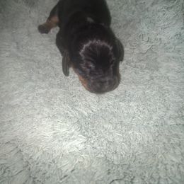 Dachshund Puppies from The Mini Farmhouse
