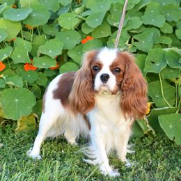Jabot - Cavalier King Charles Spaniel