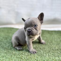 Girl 3 - Blue female French Bulldog puppy in Walnut, California from Flores Frenchies