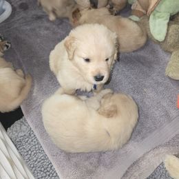 Pick 2 - Golden female Golden Retriever puppy in Cocoa, Florida from Furrever Goldens