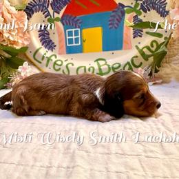 Waldi - Red male Dachshund puppy in Hensley, Arkansas from The Dachshund Barn