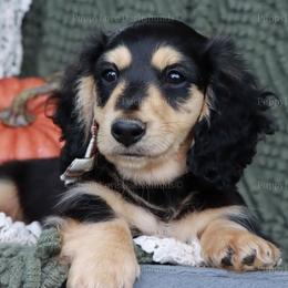 Bear - Black and cream male Dachshund puppy in Wakarusa, Indiana from PuppyLove Dachshunds