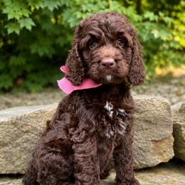 Java - Liver and white female Springerdoodle puppy in Lisbon, Ohio from Willow Lane Doodles
