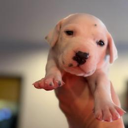1st pick female - White and black female Dalmatian puppy in Lake Mathews, California from Bully Market