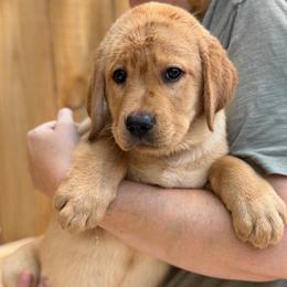 Honey - Yellow female Labrador Retriever puppy in Archer Lodge, North Carolina from Archer Lodge Labradors