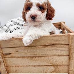 Scarecrow - Blenheim male Cavapoo puppy in Idaho Falls, Idaho from Freckle Paw Family